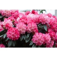 Kategorie <b>Rhododendron </b> - Rhododendron yak.'Fantastica' 60 cm Stammhöhe