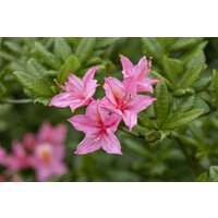 Kategorie <b>Produkt nicht gewünscht </b> - Rhododendron lut.'Rosata' 80-100 cm