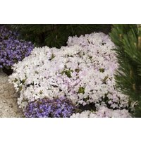 Kategorie <b>Rhododendron </b> - Rhododendron keleticum 'Robert Seleger' 30-40 cm