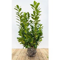 Kategorie <b>Hecken </b> - Prunus laurocerasus 'Novita' 80-100 cm