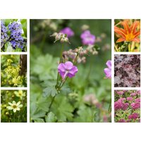 Stauden - Staudenpaket Strahlender Sonnengarten für 3qm Paket für 3qm