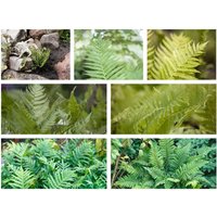 Kategorie <b>Stauden </b> - Beetpaket Farne für 3qm Beetpaket für 3QM