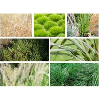 Kategorie <b>Stauden </b> - Beetpaket Gräserzauber Beetpaket für 3QM