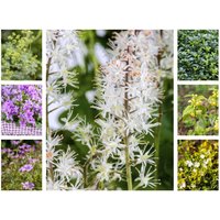 Kategorie <b>Stauden </b> - Beetpaket Bodenparadies Beetpaket für 3QM