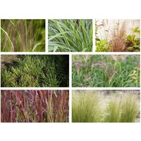 Stauden - Pflanzpaket Gräsertraum Pflanzpaket Gräsertraum