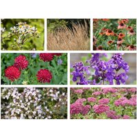 Stauden - Pflanzenpaket Prärie Mix Pflanzenpaket Präirie Mix