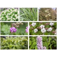 Stauden - Staudenpaket Schattenparadies für 3qm Paket für 3qm