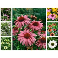 Stauden - Staudenpaket Sommerfreude für 3qm Paket für 3qm