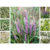 Stauden - Staudenpaket Blau-Weißer Traum für 3qm