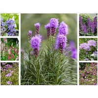 Stauden - Staudenpaket Lila-Rosa Gartenzauber für 3qm Paket für 3qm