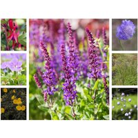 Kategorie <b>Stauden </b> - Staudenpaket Blütenzauber für 3qm Paket für 3qm