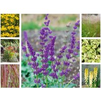 Stauden - Staudenpaket Bunte Vielfalt für 3qm