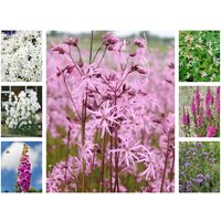 Stauden - Staudenpaket Natürliches Beet für 3qm Paket für 3qm