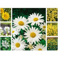 Kategorie <b>Stauden </b> - Staudenpaket Sonnenzauber für 3qm