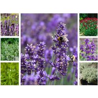 Kategorie <b>Stauden </b> - Staudenpaket Duftende Vielfalt für 3qm