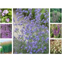 Kategorie <b>Laubbäume </b> - Staudenpaket Pastellfarbiges Beet für 3qm Paket für 3qm