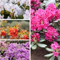 Rhododendron - Rhododendron beliebte Sorten