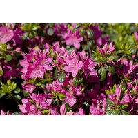 Kategorie <b>Rhododendron </b> - Rhododendron in Sorten Sorte - obtusum Kermesina Rose 15- 20 cm
