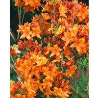 Kategorie <b>Rhododendron </b> - Rhododendron in Sorten Sorte - luteum Golden Eagle 30 - 40 cm