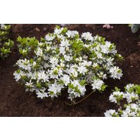 Kategorie <b>Rhododendron </b> - Rhododendron in Sorten Sorte - obtusum Kermesina Alba 15- 20 cm