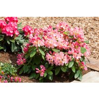 Kategorie <b>Rhododendron </b> - Rhododendron in Sorten Sorte - yakushimanum Percy Wiseman 30- 40 cm