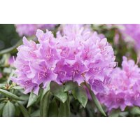 Kategorie <b>Rhododendron </b> - Rhododendron in Sorten Sorte - Catawbiense Grandiflorum 40- 50 cm