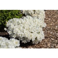 Kategorie <b>Rhododendron </b> - Rhododendron in Sorten Sorte - obtusum Maischnee 15- 20 cm