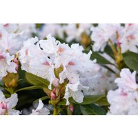 Kategorie <b>Rhododendron </b> - Rhododendron in Sorten Sorte - Cunninghams White 40- 50 cm