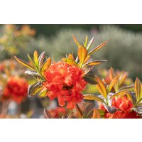 Kategorie <b>Rhododendron </b> - Rhododendron in Sorten Sorte - luteum Firebal 30- 40 cm