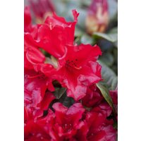 Kategorie <b>Rhododendron </b> - Rhododendron in Sorten Sorte - repens Scarlet Wonder 15- 20 cm