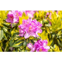 Kategorie <b>Rhododendron </b> - Rhododendron in Sorten Sorte - Goldflimmer 40- 50 cm