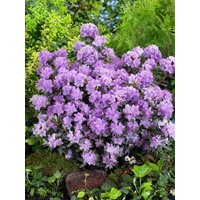 Kategorie <b>Rhododendron </b> - Rhododendron in Sorten Sorte - impeditum Ramapo 20- 25 cm