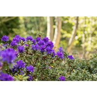 Kategorie <b>Rhododendron </b> - Rhododendron in Sorten Sorte - impeditum Azurika 20- 25 cm