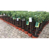 Kategorie <b>Obst </b> - Terrassenobst Zwergobst Sorten im Topf gewachsen