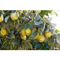 Kategorie <b>Obst </b> - Terrassenobst Zwergobst Sorten im Topf gewachsen 40 cm Stammhöhe