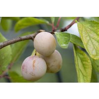 Kategorie <b>Obst </b> - Terrassenobst Zwergobst Sorten im Topf gewachsen 40 cm Stammhöhe Prunus domestica 'Mirabelle von Nancy'