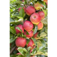 Kategorie <b>Obst </b> - Terrassenobst Zwergobst Sorten im Topf gewachsen 40 cm Stammhöhe