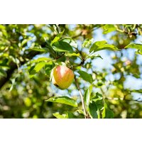 Kategorie <b>Obst </b> - Terrassenobst Zwergobst Sorten im Topf gewachsen 40 cm Stammhöhe