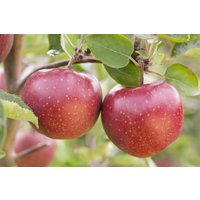 Kategorie <b>Obst </b> - Terrassenobst Zwergobst Sorten im Topf gewachsen 40 cm Stammhöhe