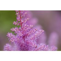 Kategorie <b>Produkt nicht gewünscht </b> - Astilbe x arendsii Rosa
