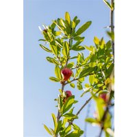 Kategorie <b>Obst </b> - Punica granatum 'Acco' - Granatapfel