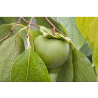 Kategorie <b>Obst </b> - Diospyros kaki 'Ernesto' - Kaki