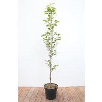 Kategorie <b>Obst </b> - Diospyros kaki 'Ernesto' - Kaki 125-150 cm