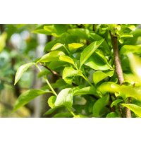 Kategorie <b>Obst </b> - Diospyros kaki 'Vaniglia' - Kaki Kakipflaume