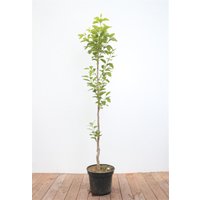 Kategorie <b>Obst </b> - Diospyros kaki 'Vaniglia' - Kaki Kakipflaume 125-150 cm