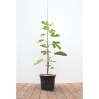 Kategorie <b>Obst </b> - Ficus carica - Feige 100-125 cm