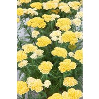 Kategorie <b>Stauden </b> - Achillea millefolium Desert Eve Light Yellow