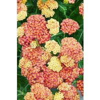 Kategorie <b>Stauden </b> - Achillea millefolium Desert Eve Terracotta