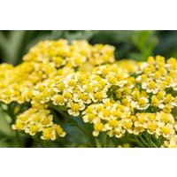 Kategorie <b>Stauden </b> - Achillea millefolium Milly Rock Yellow Terracotta
