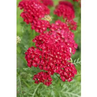Kategorie <b>Stauden </b> - Achillea millefolium Tutti Frutti Pomegranate
